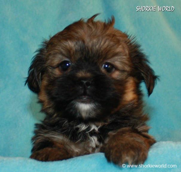 ChoCho (AKA Brownie) Adopted By Tonya & Family
