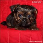 /images/puppies/large/104new-babies---please-fill-out-our-adoption-form-and-i-will-give-you-a-call_IMG_4172.JPG