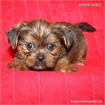 /images/puppies/large/104new-babies---please-fill-out-our-adoption-form-and-i-will-give-you-a-call_IMG_4181.JPG