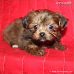 /images/puppies/large/104new-babies---please-fill-out-our-adoption-form-and-i-will-give-you-a-call_IMG_4217.JPG