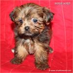 /images/puppies/large/104new-babies---please-fill-out-our-adoption-form-and-i-will-give-you-a-call_IMG_4218.JPG