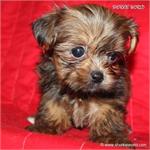 /images/puppies/large/104new-babies---please-fill-out-our-adoption-form-and-i-will-give-you-a-call_IMG_4220.JPG