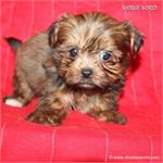 /images/puppies/large/104new-babies---please-fill-out-our-adoption-form-and-i-will-give-you-a-call_IMG_4221.JPG