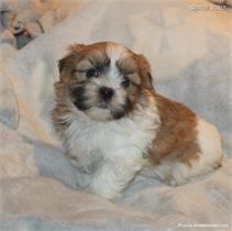 /images/puppies/large/114spencer_IMG_4829.JPG