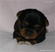 /images/puppies/large/13bella-avaiable_IMG_9623.JPG