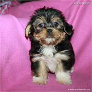 /images/puppies/large/14brandy-adopted-by-lisa-and-family_IMG_0094.JPG