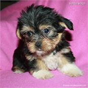 /images/puppies/large/14brandy-adopted-by-lisa-and-family_IMG_0098.JPG