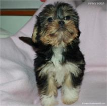 /images/puppies/large/14brandy-adopted-by-lisa-and-family_IMG_0335.JPG