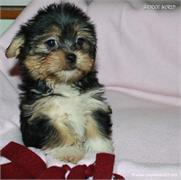 /images/puppies/large/14brandy-adopted-by-lisa-and-family_IMG_0344.JPG