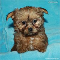/images/puppies/large/16brett-adopted-by-lisa-and-family_IMG_0361.JPG