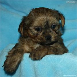 /images/puppies/large/16brett-avaiable_IMG_9873.JPG