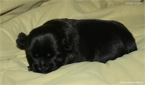 /images/puppies/large/20charlie-available_IMG_9893.JPG