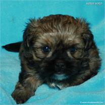 /images/puppies/large/21chocho-available_IMG_0365.JPG