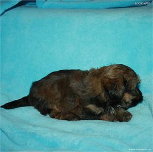 /images/puppies/large/21chocho-available_IMG_0366.JPG