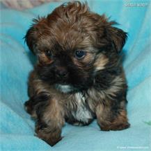 /images/puppies/large/21chocho-available_IMG_0501.JPG