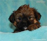 /images/puppies/large/21chocho-available_IMG_0507.JPG