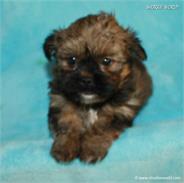 /images/puppies/large/21chocho-available_IMG_0515.JPG