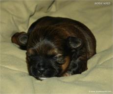 /images/puppies/large/21chocho-available_IMG_9910.JPG
