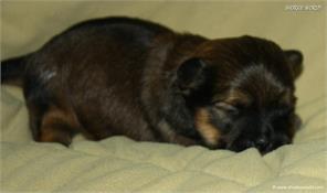 /images/puppies/large/21chocho-available_IMG_9915.JPG