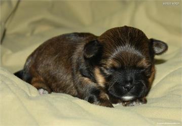 /images/puppies/large/21chocho-available_IMG_9919.JPG