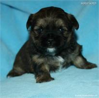 /images/puppies/large/21chocho-available_IMG_9929.JPG