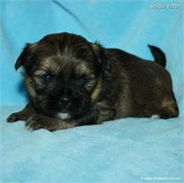 /images/puppies/large/21chocho-available_IMG_9936.JPG