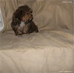 /images/puppies/large/37timmy-adopted-by-theresa-family_IMG_1176.JPG