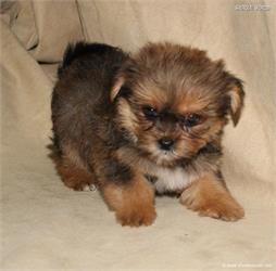 /images/puppies/large/38teddy_IMG_0590.JPG