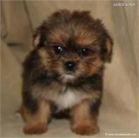 /images/puppies/large/38teddy_IMG_0595.JPG