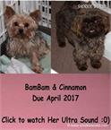 /images/puppies/large/39meet-mom-dad-babies-due-click-to-watch-ultra-sound_cinnamon.jpg