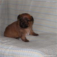 /images/puppies/large/41peanut-im-adopted-stan-cindy_IMG_5762.JPG