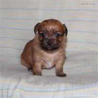 /images/puppies/large/41peanut-im-adopted-stan-cindy_IMG_5764.JPG