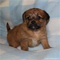 /images/puppies/large/41peanut-im-adopted-stan-cindy_IMG_5910.JPG