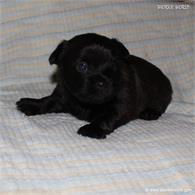 /images/puppies/large/42peter_IMG_5736.JPG