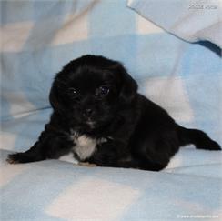 /images/puppies/large/43paul_IMG_5896.JPG