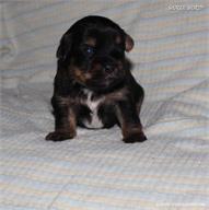 /images/puppies/large/44tucker_IMG_5723.JPG