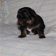 /images/puppies/large/44tucker_IMG_5725.JPG