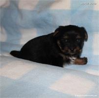 /images/puppies/large/44tucker_IMG_5926.JPG