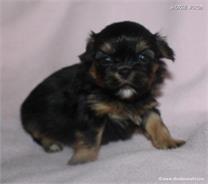 /images/puppies/large/48sammie-im-adopted-by-claudette-and-family_IMG_7614.JPG