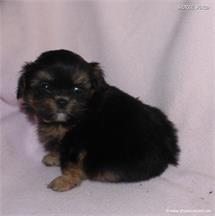 /images/puppies/large/48sammie-im-adopted-by-claudette-and-family_IMG_8716.JPG