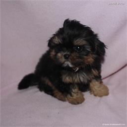 /images/puppies/large/48sammie-im-adopted-by-claudette-and-family_IMG_8979.JPG