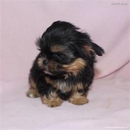 /images/puppies/large/48sammie-im-adopted-by-claudette-and-family_IMG_8990.JPG