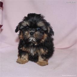/images/puppies/large/48sammie-im-adopted-by-claudette-and-family_IMG_9005.JPG