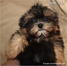 /images/puppies/large/48tiny-sammie_IMG_9374.JPG