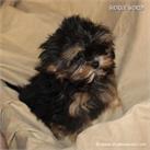 /images/puppies/large/48tiny-sammie_IMG_9383.JPG