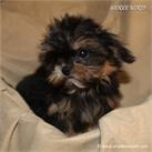 /images/puppies/large/48tiny-sammie_IMG_9387.JPG