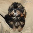 /images/puppies/large/48tiny-sammie_IMG_9427.JPG