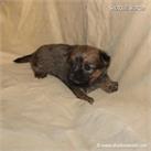 /images/puppies/large/51billy-im-adopted-by-jeniffer-and-family_IMG_9358.JPG