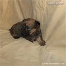 /images/puppies/large/51billy-im-adopted-by-jeniffer-and-family_IMG_9363.JPG