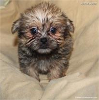 /images/puppies/large/51billy-im-adopted-by-jeniffer-and-family_IMG_9510.JPG